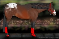 Horse Color:Bay Appaloosa