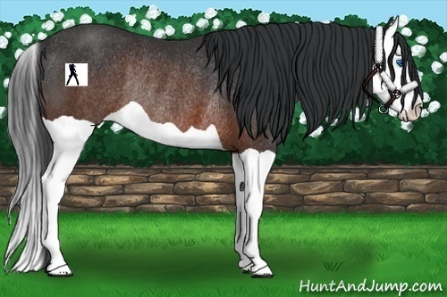 Horse Color:Brown Splash Rabicano