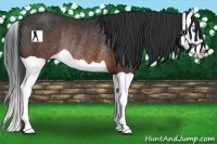 Horse Color:Brown Splash Rabicano