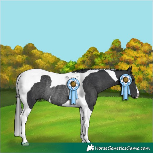 Horse Color:Black Tobiano Rabicano