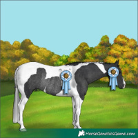 Horse Color:Black Tobiano Rabicano 