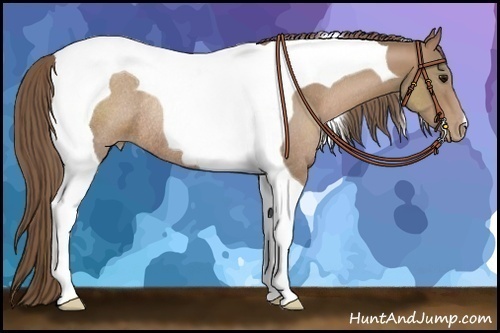 Horse Color:Black Pearl Tobiano Rabicano 