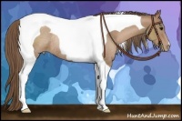 Horse Color:Black Pearl Tobiano Rabicano