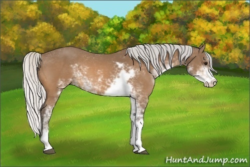 Horse Color:Silver Buckskin Sabino 