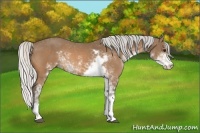 Horse Color:Silver Buckskin Sabino 