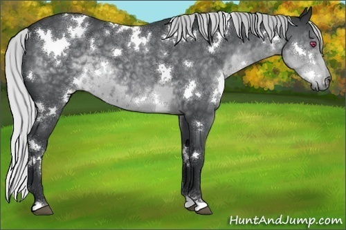Horse Color:White Spotted Silver Blue Chinchilla Roan 