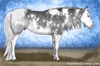Horse Color:White Spotted Silver Black Chinchilla Splash 