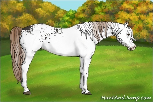 Horse Color:White Spotted Liver Chestnut 