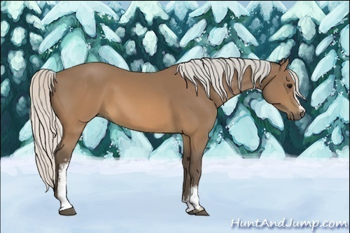 Horse Color:White Spotted Silver Buckskin