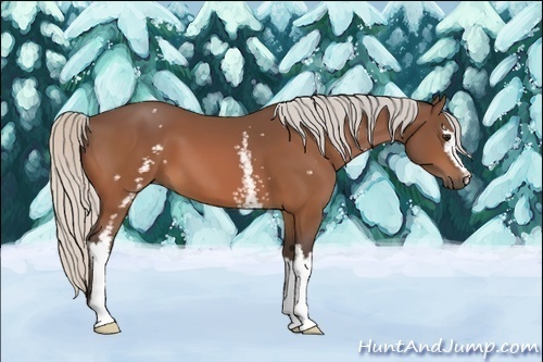 Horse Color:White Spotted Silver Bay 