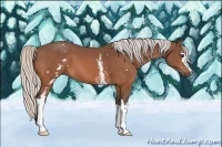 Horse Color:White Spotted Silver Bay 