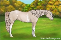 Horse Color:White Spotted Palomino Pearl Sabino 