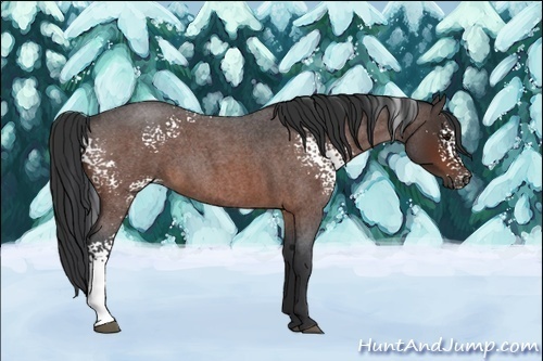 Horse Color:White Spotted Bay Roan 