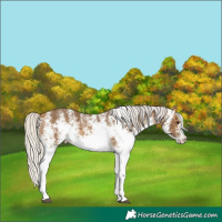 Horse Color:White Spotted Silver Buckskin 