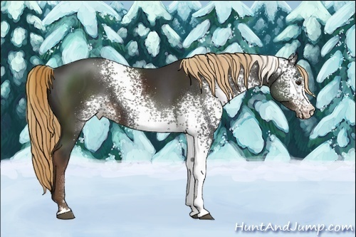 Horse Color:White Spotted Liver Chestnut Sabino 