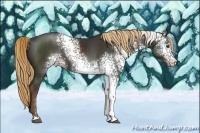 Horse Color:White Spotted Liver Chestnut Sabino 