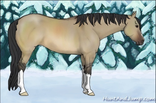 Horse Color:Brown Dun 