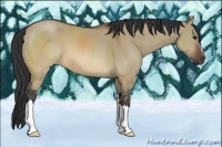 Horse Color:Brown Dun 