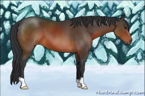 Horse Color:Brown 