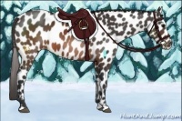 Horse Color:Brown Appaloosa 