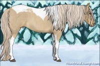Horse Color:Palomino Roan Tobiano