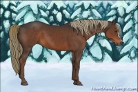 Horse Color:Liver Chestnut 