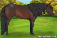 Horse Color:Bay Sabino 