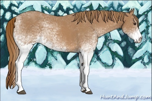 Horse Color:White Spotted Chestnut 
