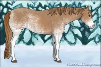 Horse Color:White Spotted Chestnut 