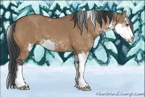 Horse Color:Bay Dun Sabino