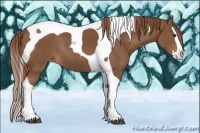 Horse Color:Chestnut Sabino Splash Tobiano Appaloosa Rabicano