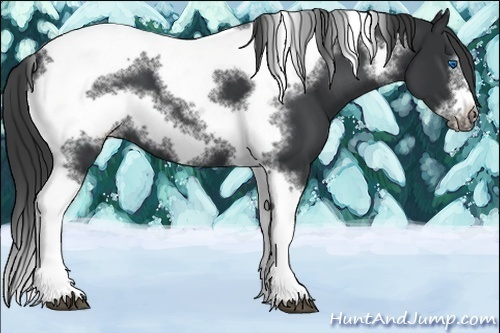 Horse Color:Black Sabino Splash Tobiano Frame Appaloosa