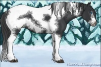 Horse Color:Black Sabino Splash Tobiano Frame Appaloosa