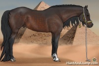 Horse Color:Brown Sabino