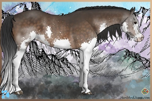 Horse Color:Bay Splash 