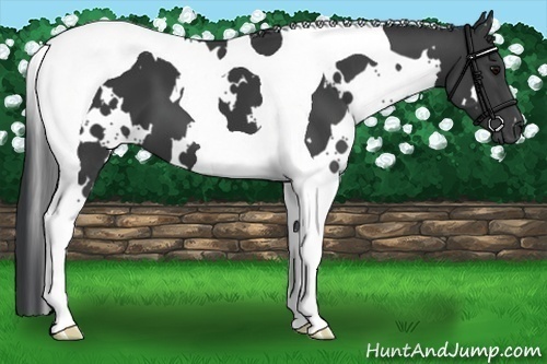 Horse Color:White Spotted Black Tobiano 