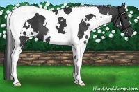 Horse Color:White Spotted Black Tobiano 