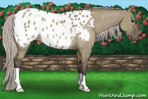 Horse Color:Silver Grullo Appaloosa Rabicano 