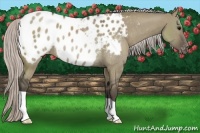 Horse Color:Silver Grullo Appaloosa Rabicano 