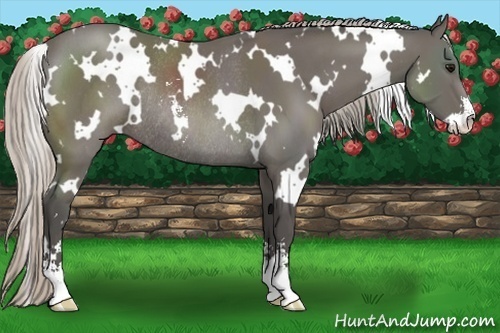 Horse Color:White Spotted Silver Black Sabino Rabicano