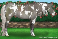 Horse Color:White Spotted Silver Black Sabino Rabicano
