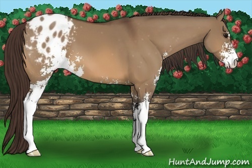Horse Color:Bay Dun Sabino Appaloosa 