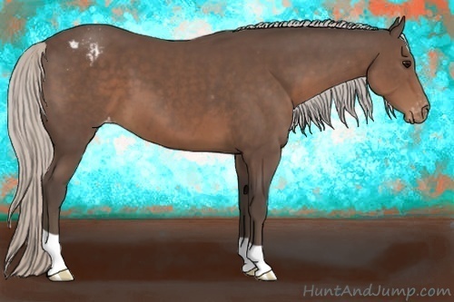 Horse Color:Silver Black Appaloosa