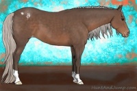 Horse Color:Silver Black Appaloosa 