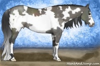Horse Color:White Spotted Grullo Frame Rabicano 