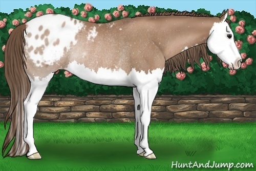 Horse Color:Black Pearl Sabino Splash Appaloosa Rabicano 