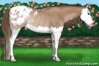 Horse Color:Black Pearl Sabino Splash Appaloosa Rabicano 