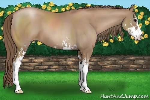 Horse Color:Black Pearl Sabino 
