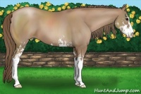 Horse Color:Black Pearl Sabino