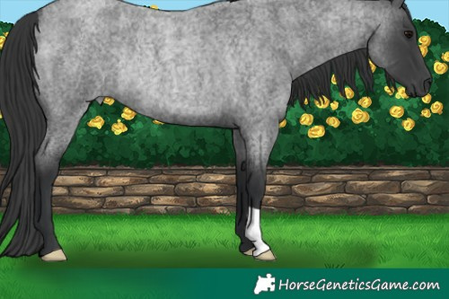 Horse Color:Blue Roan Rabicano